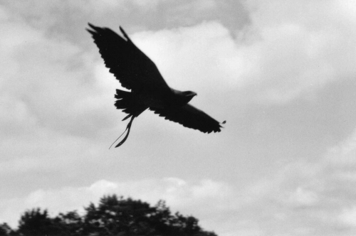 a closeup of a domesticated bird of prey in flight, it's wings wide. monochrome grey.