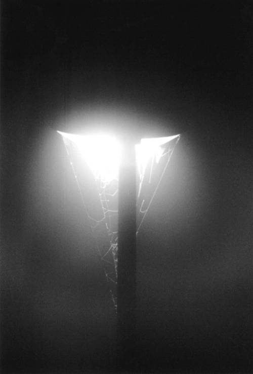closeup of a streep lamp by night. fog is causing a halo, partly obscuring the extensive network of cobwebs underneath the lamp. monochrome grey.