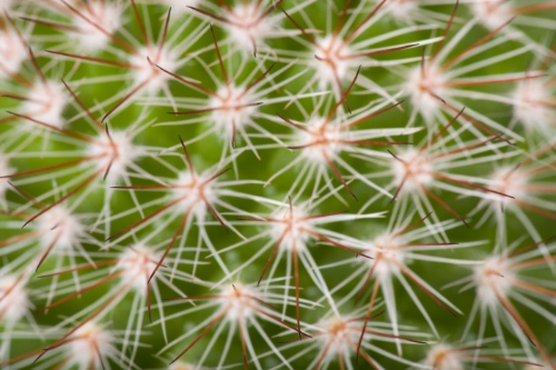 a closeup of a cactus featuring colours of green, white, orange and red. the overall arrangement of it's thorns resembles fireworks.